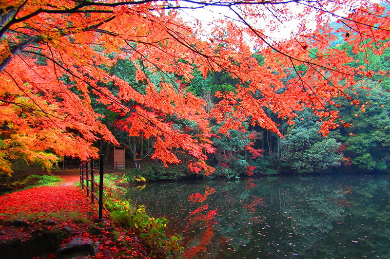 白馬渓（紅葉）の写真