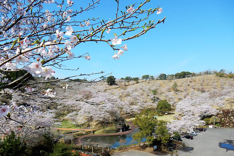 吉四六ランド（桜）の写真