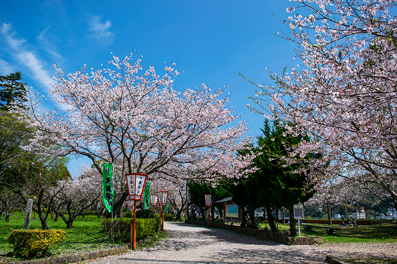 臼杵公園桜