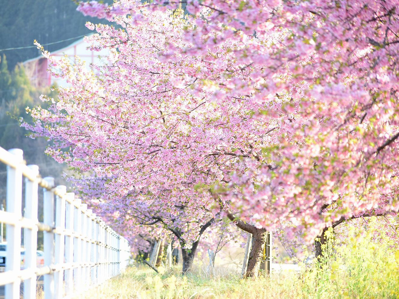 望月の河津桜