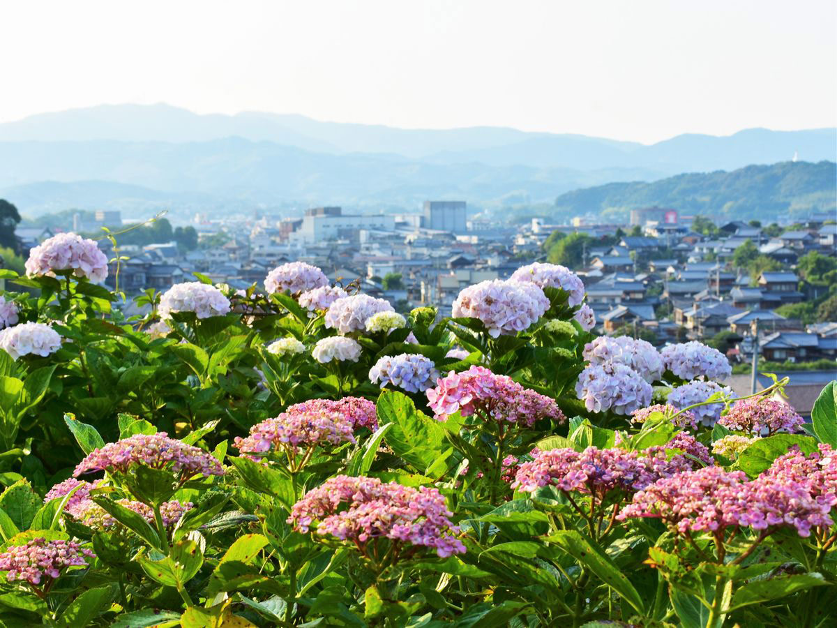 妙顕寺のアジサイ